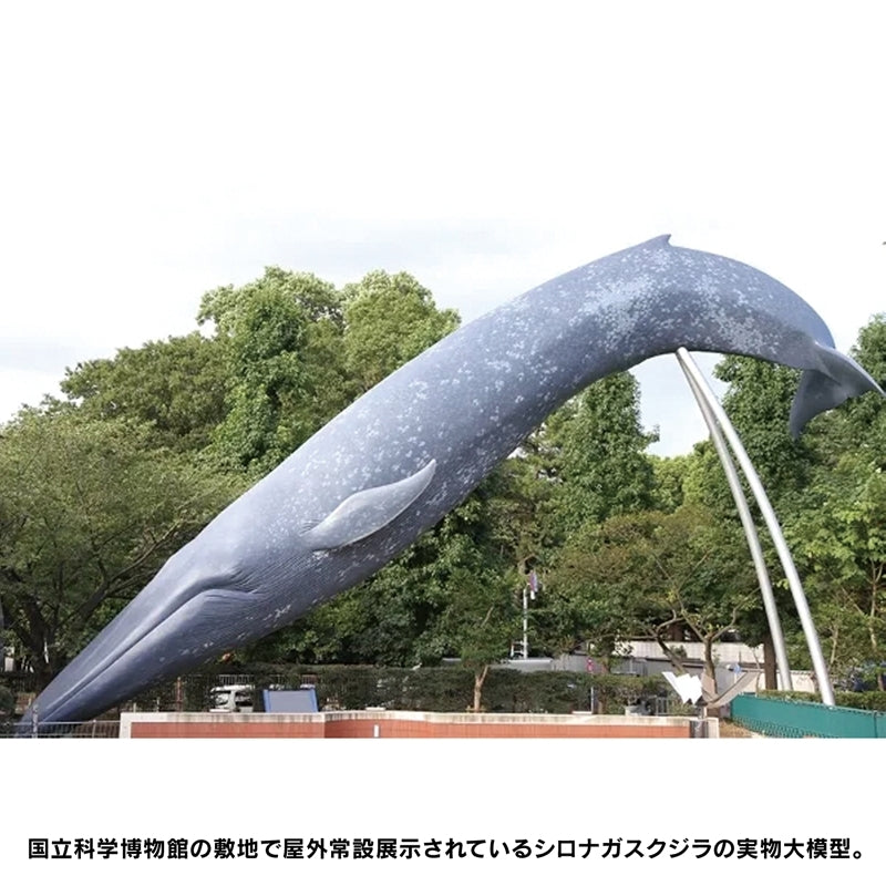 (Figure) Blue Whale National Museum of Nature and Science Permanent Exhibition (Outdoor Exhibit) Complete Figure